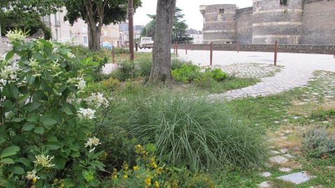 Angers (49) et son pôle de compétitivité du végétal recevront le 31e congrès international de l’horticulture (IHC), du 14 au 20 août, au Centre des congrès. ©P.Fayolle